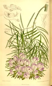 Psoralea affinis 136-8331