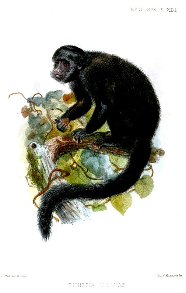 PitheciaSatanasWolf