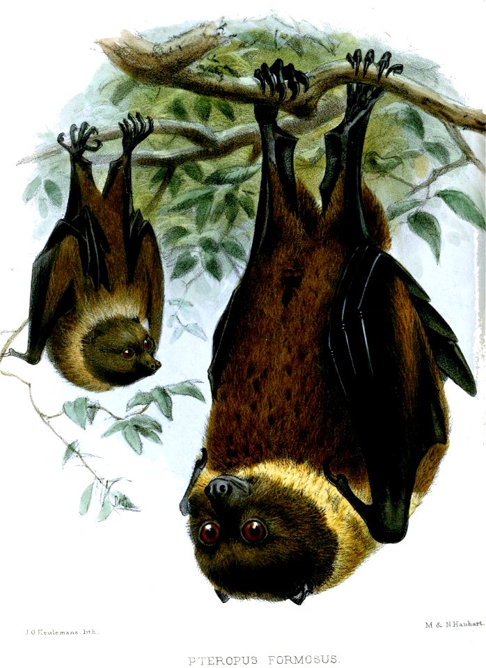 PteropusFormosusKeulemans