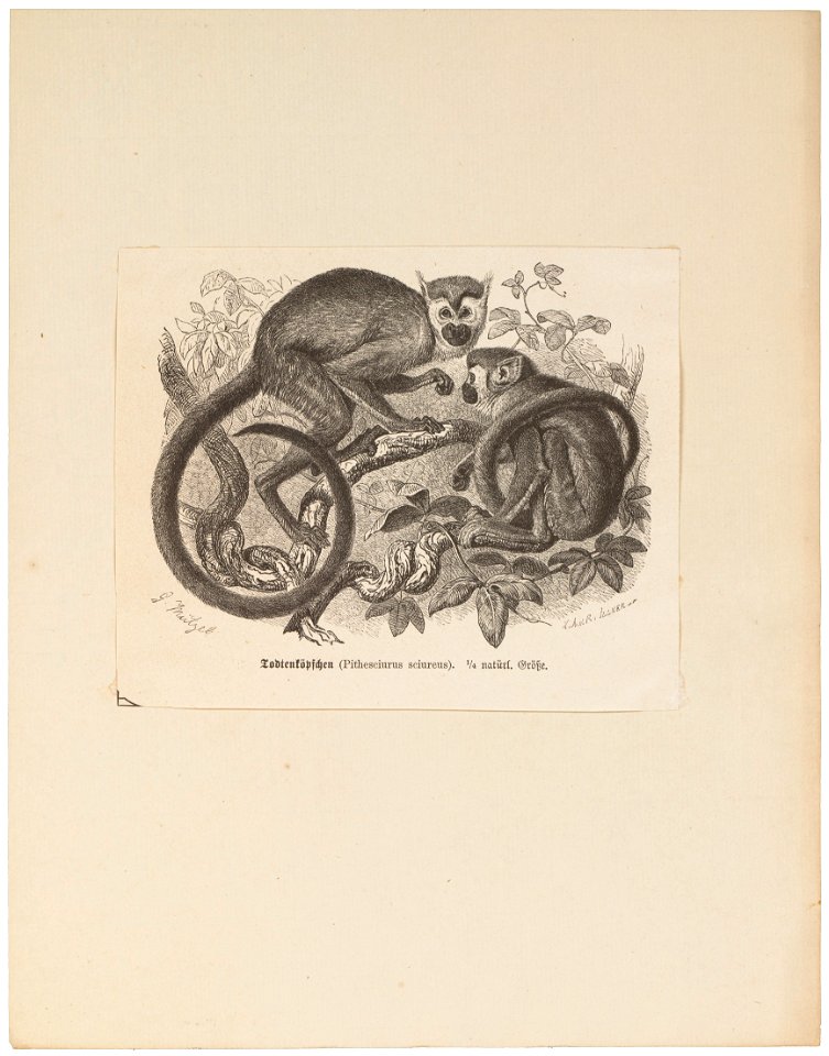 Pithesciurus sciureus - 1700-1880 - Print - Iconographia Zoologica - Special Collections University of Amsterdam - UBA01 IZ20200208