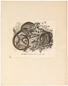 Pithesciurus sciureus - 1700-1880 - Print - Iconographia Zoologica - Special Collections University of Amsterdam - UBA01 IZ20200208