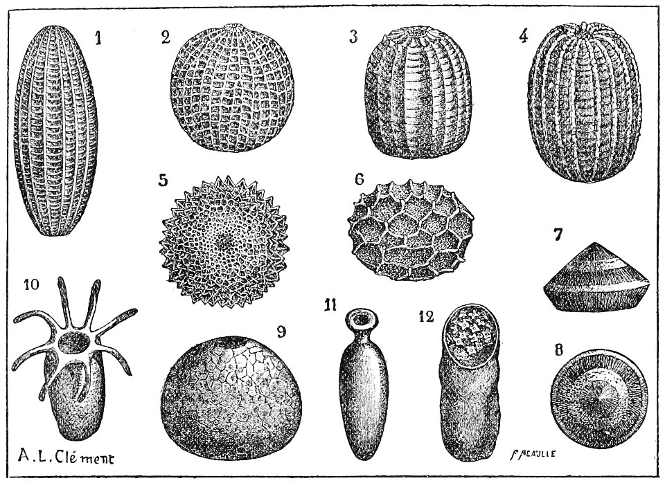 PSM V48 D269 Insect eggs