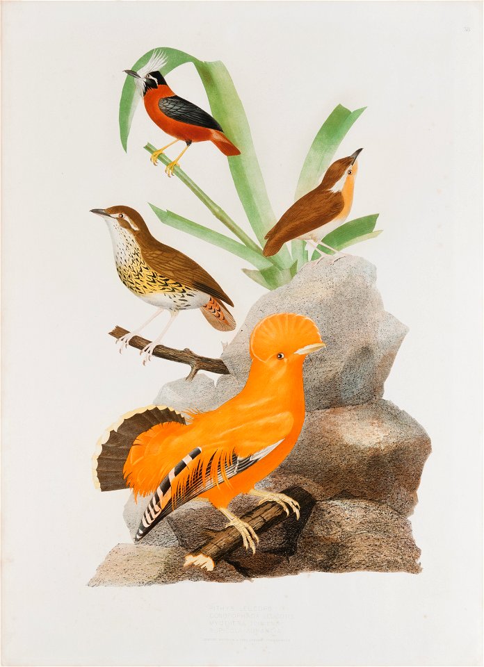 Pithys leucops - Conopophaga leucotis - Myothera tinniens - Rupicola aurantia, da Coleção Brasiliana Iconográfica