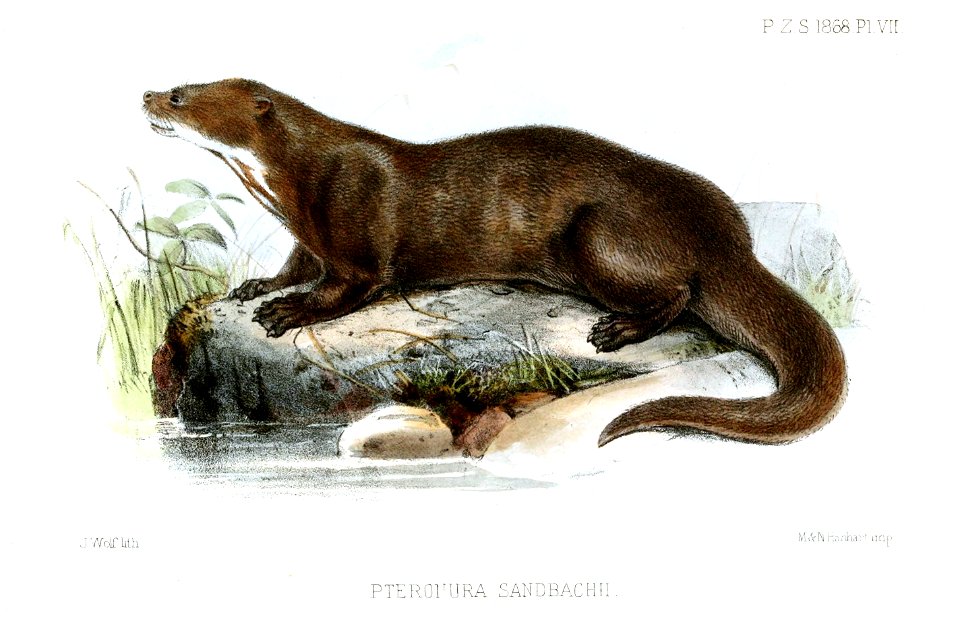 PteronuraSandbachiWolf
