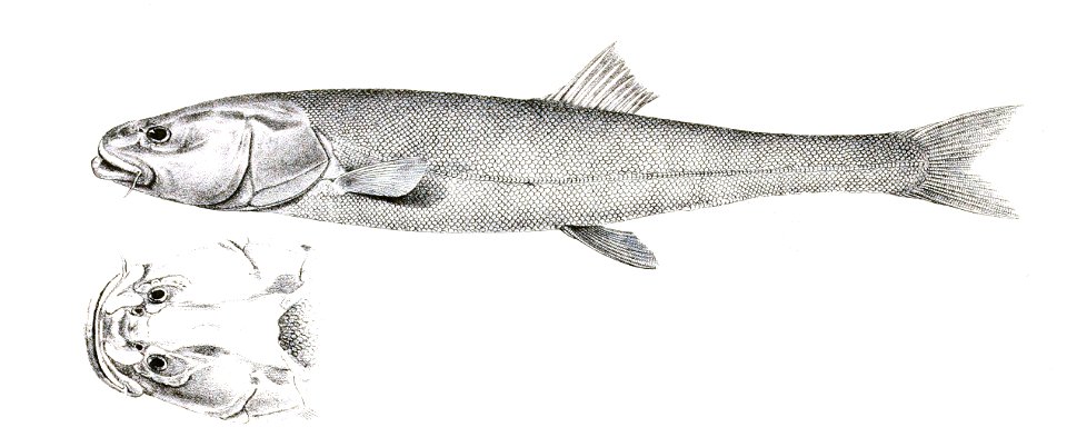 Ptycobarbus laticeps Day 125