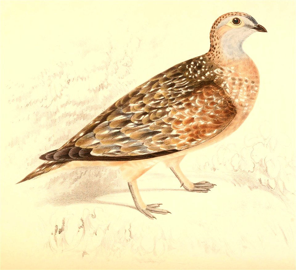 Pterocles burchelli 1838