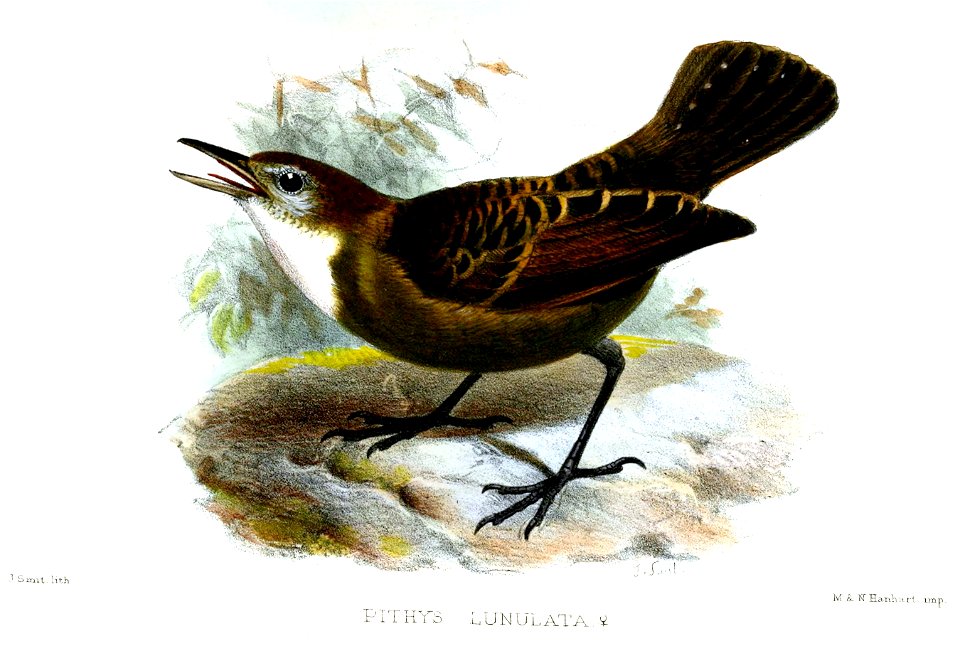 PithysLunulataSmit