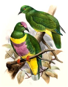 Ptilinopus solomonensis johannis Smit