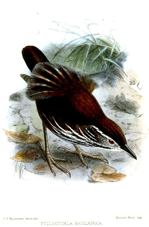 PtilocichlaBasilanicaKeulemans