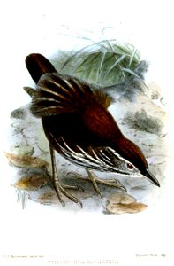 PtilocichlaBasilanicaKeulemans
