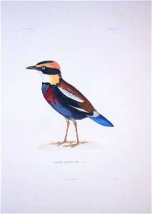 Pitta elegans - Bonite-oiseaux-pl03