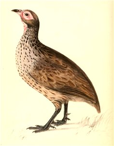 Pternistis swainsonii 1838