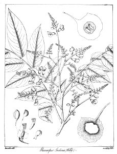Pterocarpus indicus Govindoo