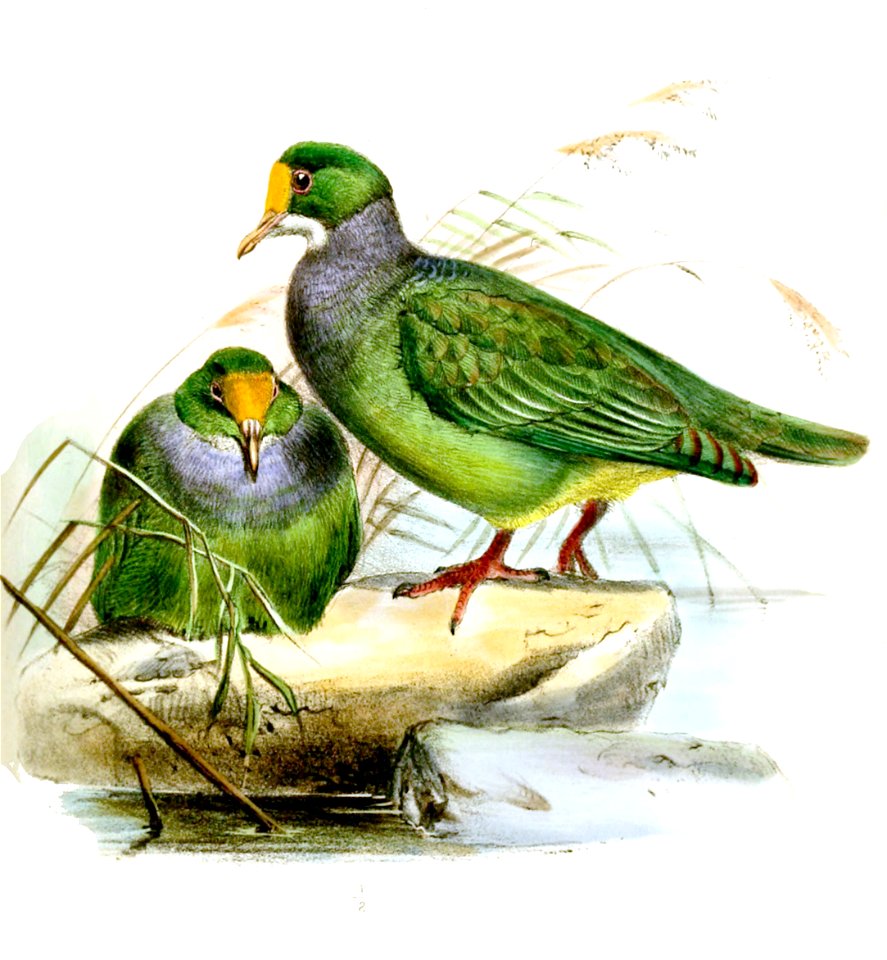 PtilonopusAurantiifronsWolf