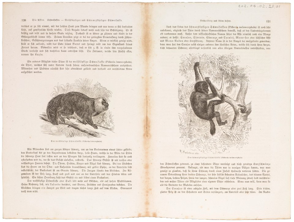 Pithecia leucocephala - 1700-1880 - Print - Iconographia Zoologica - Special Collections University of Amsterdam - UBA01 IZ20200243
