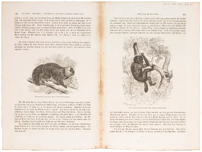 Pithecia leucocephala - 1700-1880 - Print - Iconographia Zoologica - Special Collections University of Amsterdam - UBA01 IZ20200243