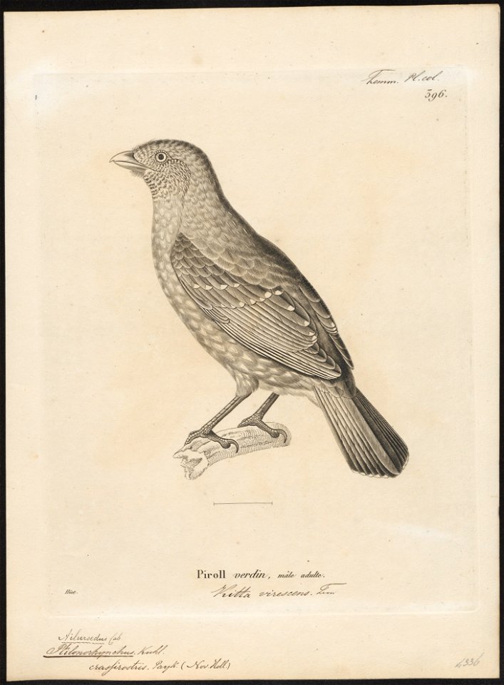 Ptilonorhynchus crassirostris - 1700-1880 - Print - Iconographia Zoologica - Special Collections University of Amsterdam - UBA01 IZ16400223