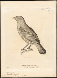 Ptilonorhynchus crassirostris - 1700-1880 - Print - Iconographia Zoologica - Special Collections University of Amsterdam - UBA01 IZ16400223