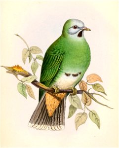 Ptilinopus leclancheri gironieri 1862