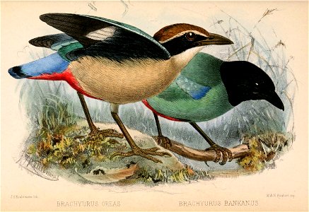 Pitta nympha & Pitta sordida 1870. Free illustration for personal and commercial use.