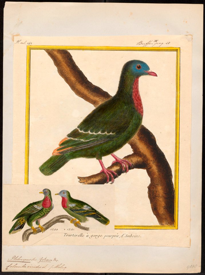 Ptilinopus viridis - 1700-1880 - Print - Iconographia Zoologica - Special Collections University of Amsterdam - UBA01 IZ15600055