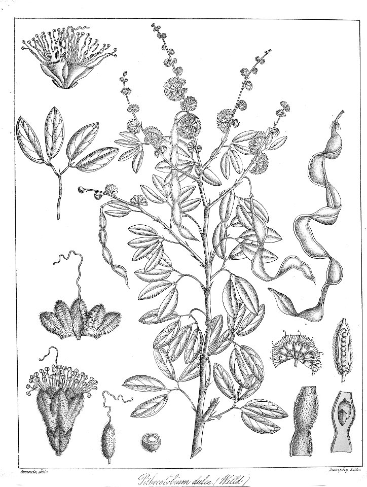 Pithecolobium dulce Govindoo