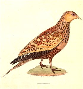Pterocles exustus female 1838