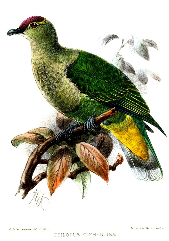 PtilopusClementinaeKeulemans