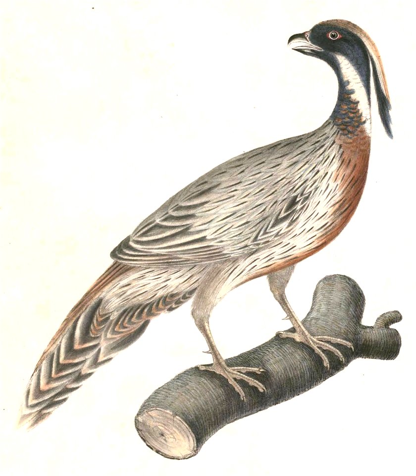 Pucrasia macrolopha Hardwicke