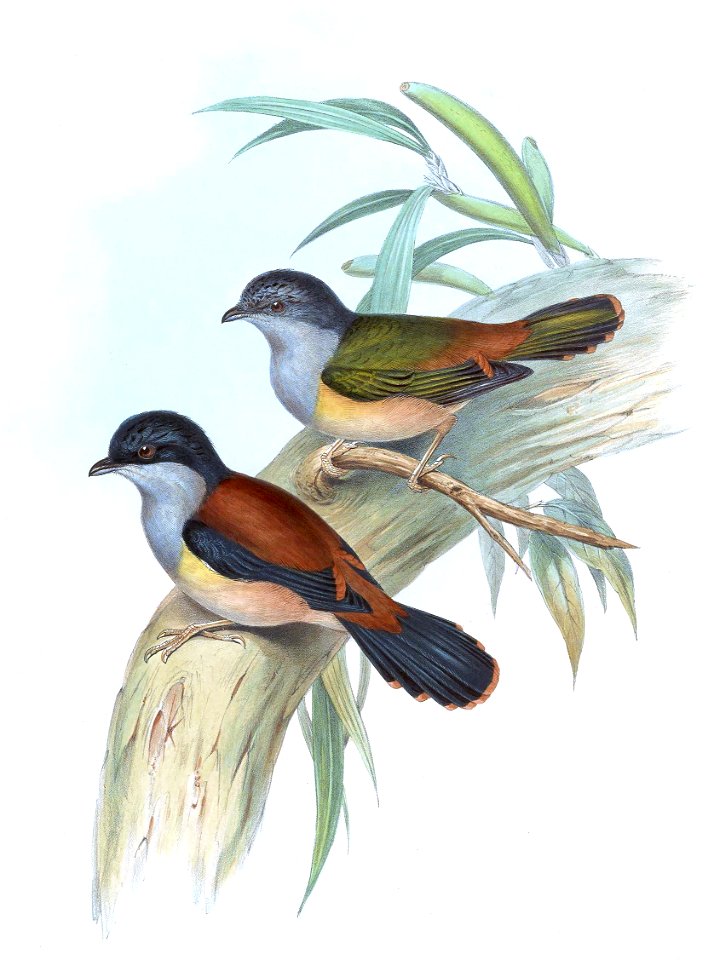 PteruthiusRufiventerGould