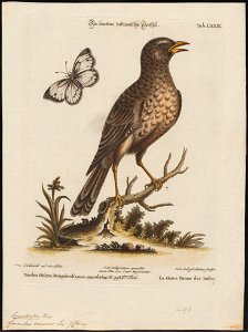 Pterocyclus canorus - 1700-1880 - Print - Iconographia Zoologica - Special Collections University of Amsterdam - UBA01 IZ16400071
