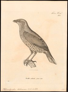Ptilonorhynchus holosericeus - 1700-1880 - Print - Iconographia Zoologica - Special Collections University of Amsterdam - UBA01 IZ16400221