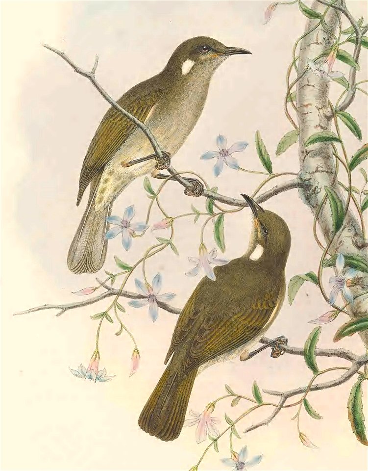 Ptilotis albonotata - The Birds of New Guinea (cropped)