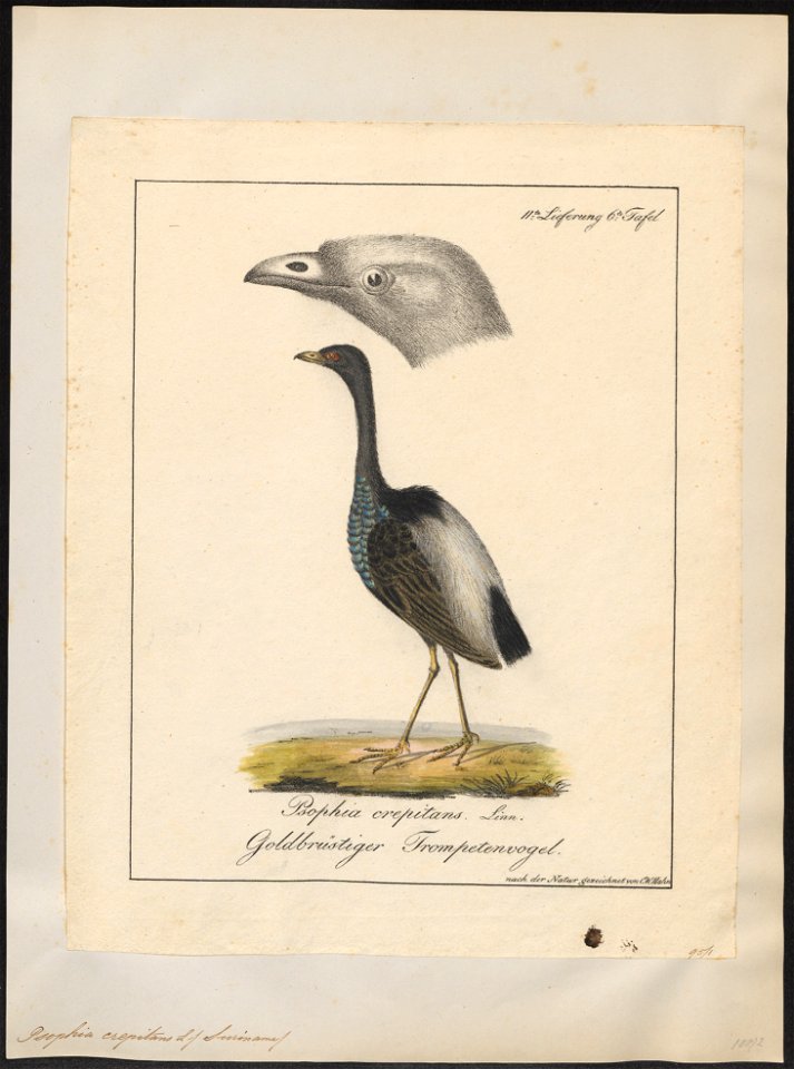 Psophia crepitans - 1700-1880 - Print - Iconographia Zoologica - Special Collections University of Amsterdam - UBA01 IZ17300049