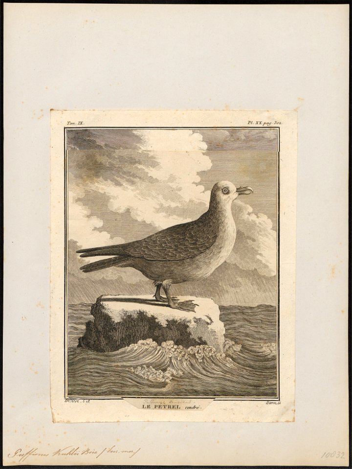 Puffinus kuhlii - 1700-1880 - Print - Iconographia Zoologica - Special Collections University of Amsterdam - UBA01 IZ17900013