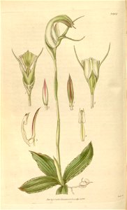 Pterostylis acuminata - Curtis' 62 (N.S. 9) pl. 3401 (1835). Free illustration for personal and commercial use.