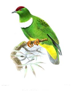 PtilopusMiqueliKeulemans