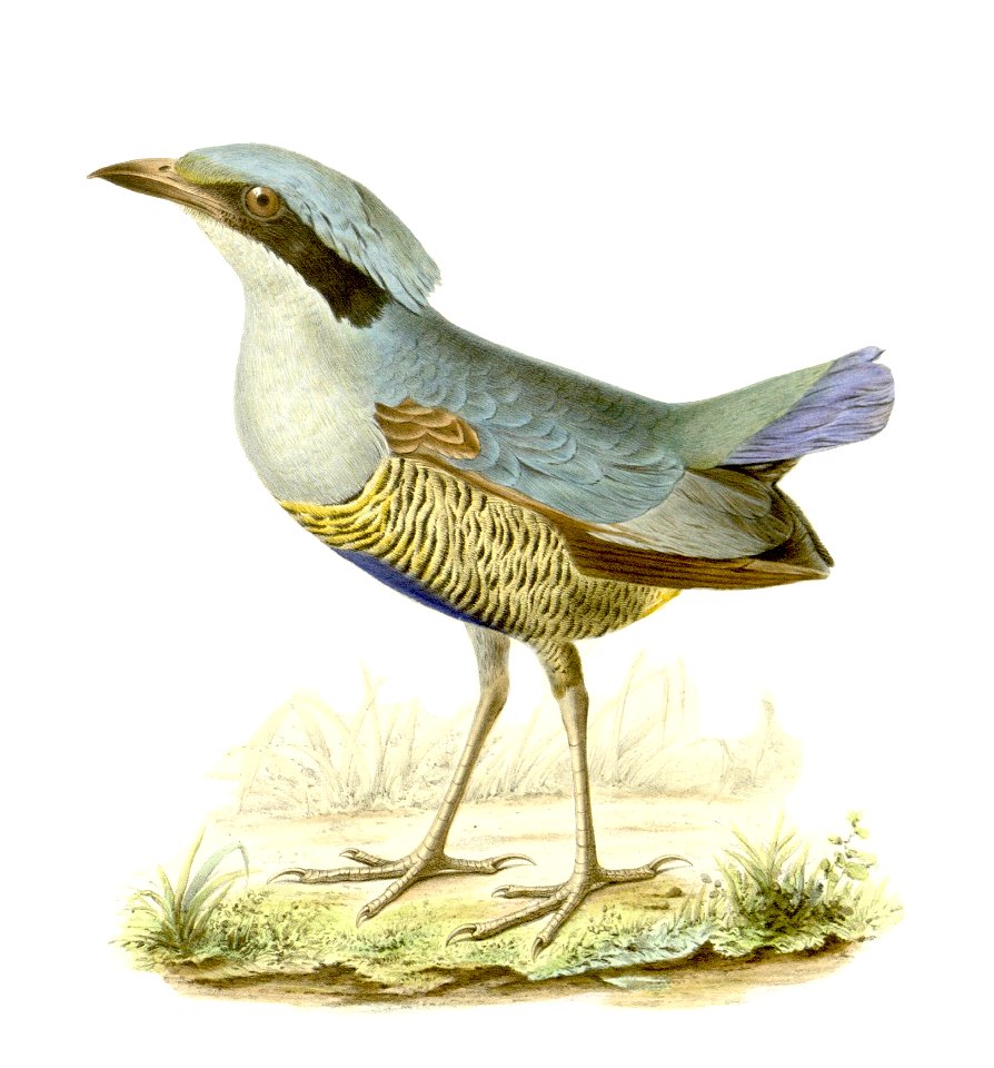 Pitta elliotii