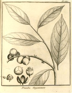 Pitumba guianensis Aublet 1775 pl 385