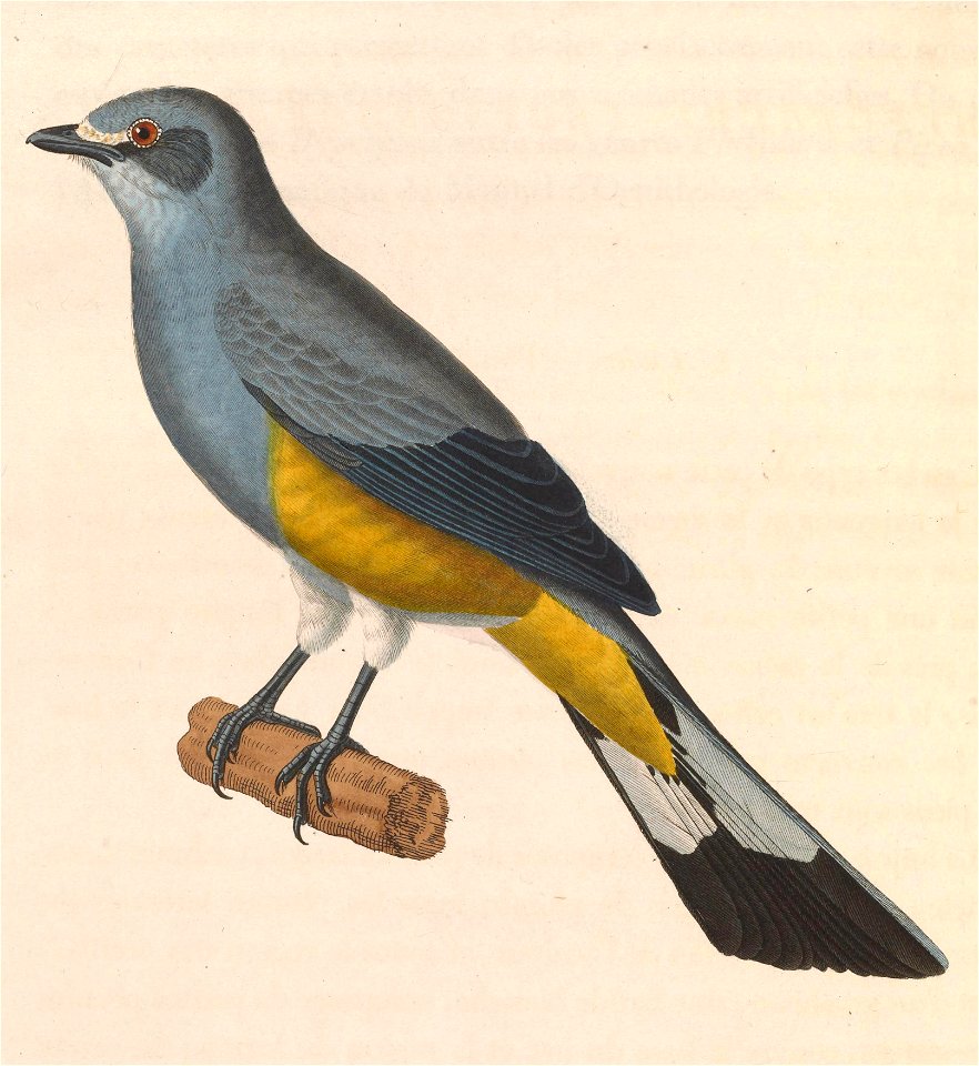 Ptilogonys cinereus cinereus 1838