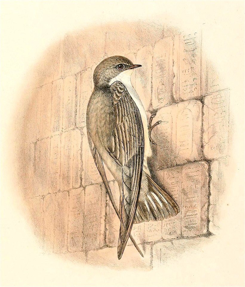 Ptyonoprogne obsoleta 1894