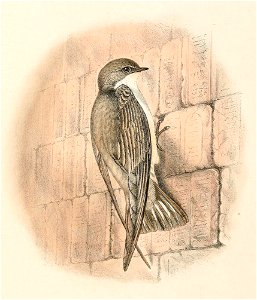 Ptyonoprogne obsoleta 1894