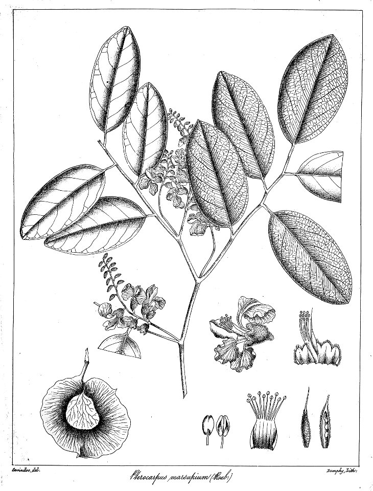 Pterocarpus marsupium Govindoo