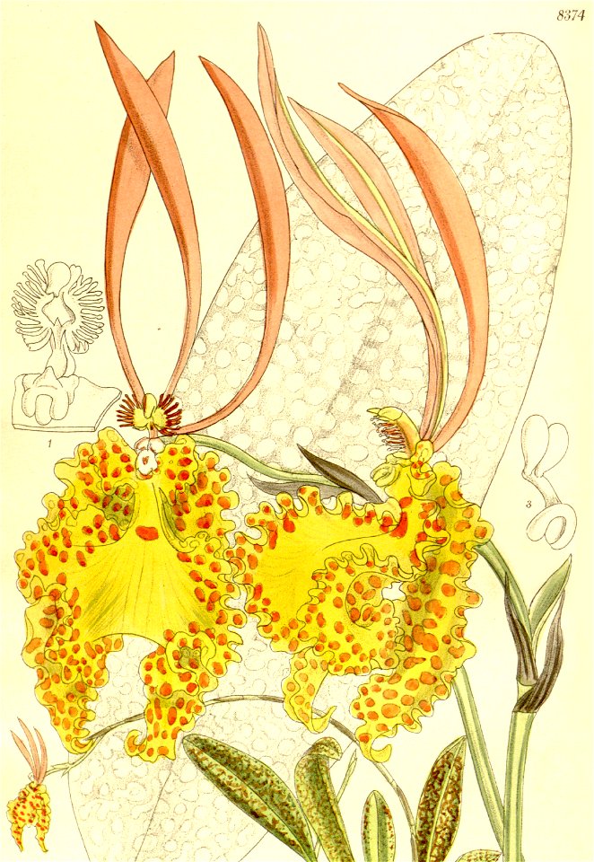 Psychopsis sanderae (as Oncidium sanderae) - Curtis' 137 (Ser. 4 no. 7) pl. 8374 (1911) (cropped)