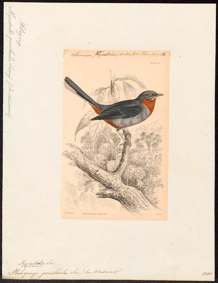 Ptilogonys genibarbis - 1838 - Print - Iconographia Zoologica - Special Collections University of Amsterdam - UBA01 IZ16600023