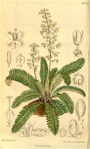 Pteridophyllum racemosum 144-8743