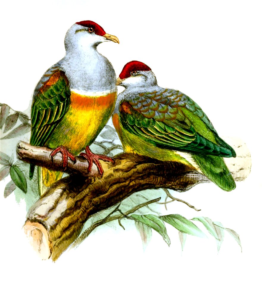 PtilonopusWallaciiWolf