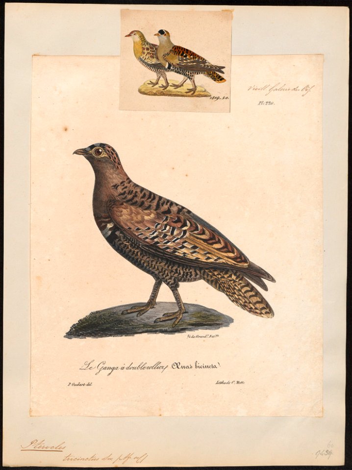 Pterocles bicinctus - 1825-1834 - Print - Iconographia Zoologica - Special Collections University of Amsterdam - UBA01 IZ16900011