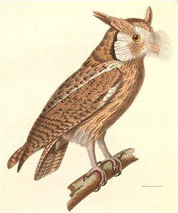Ptilopsis leucotis 1838