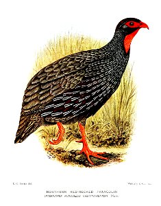 PternistesCastaneiventerDavies